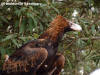 Healesville Sanctuary - Eagle